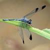Black tipped dragonfly