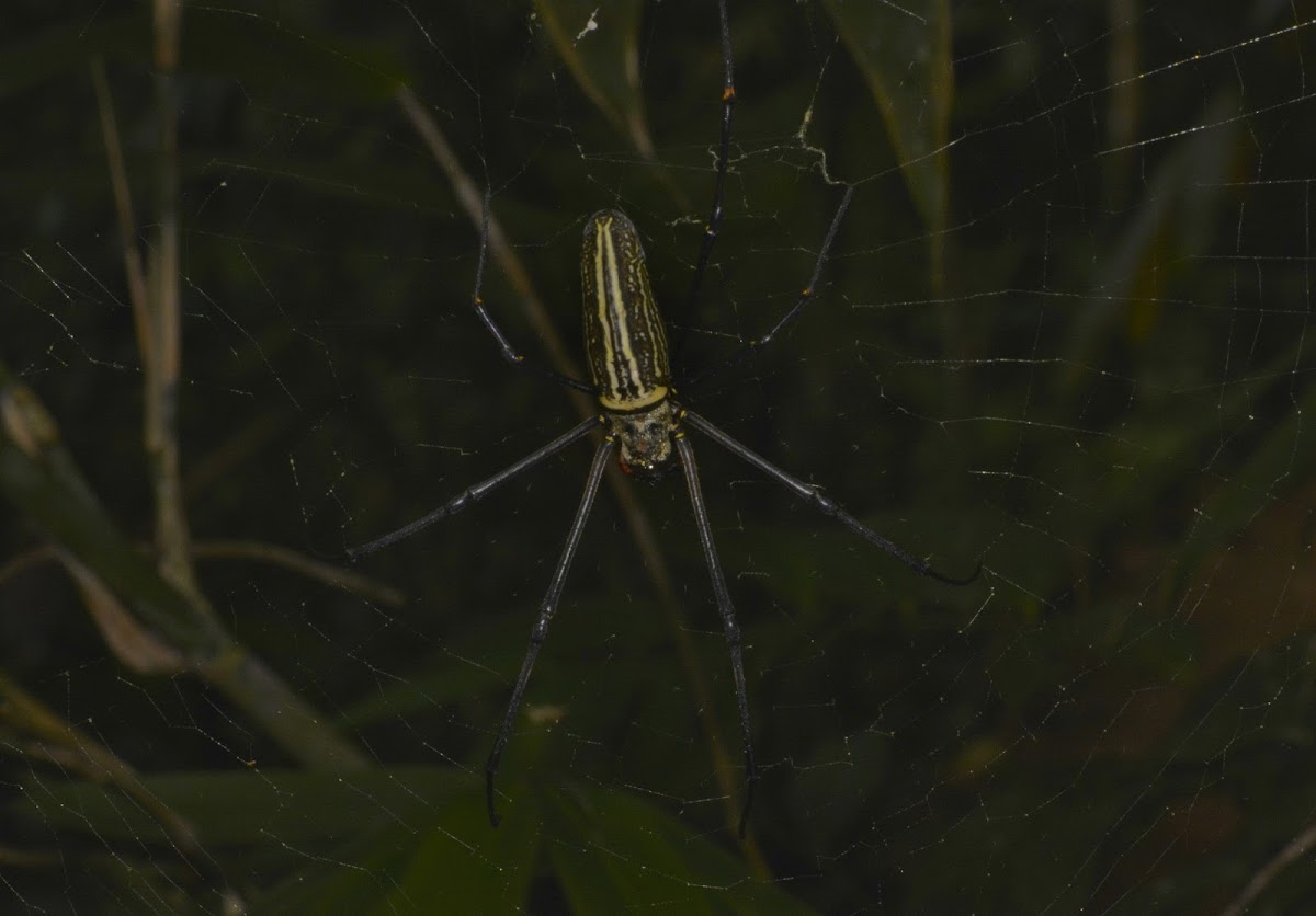 Spider - Female
