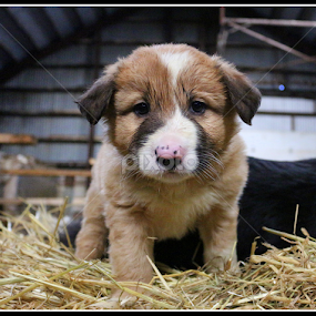 by Áslaug Stefánsdóttir - Animals - Dogs Puppies