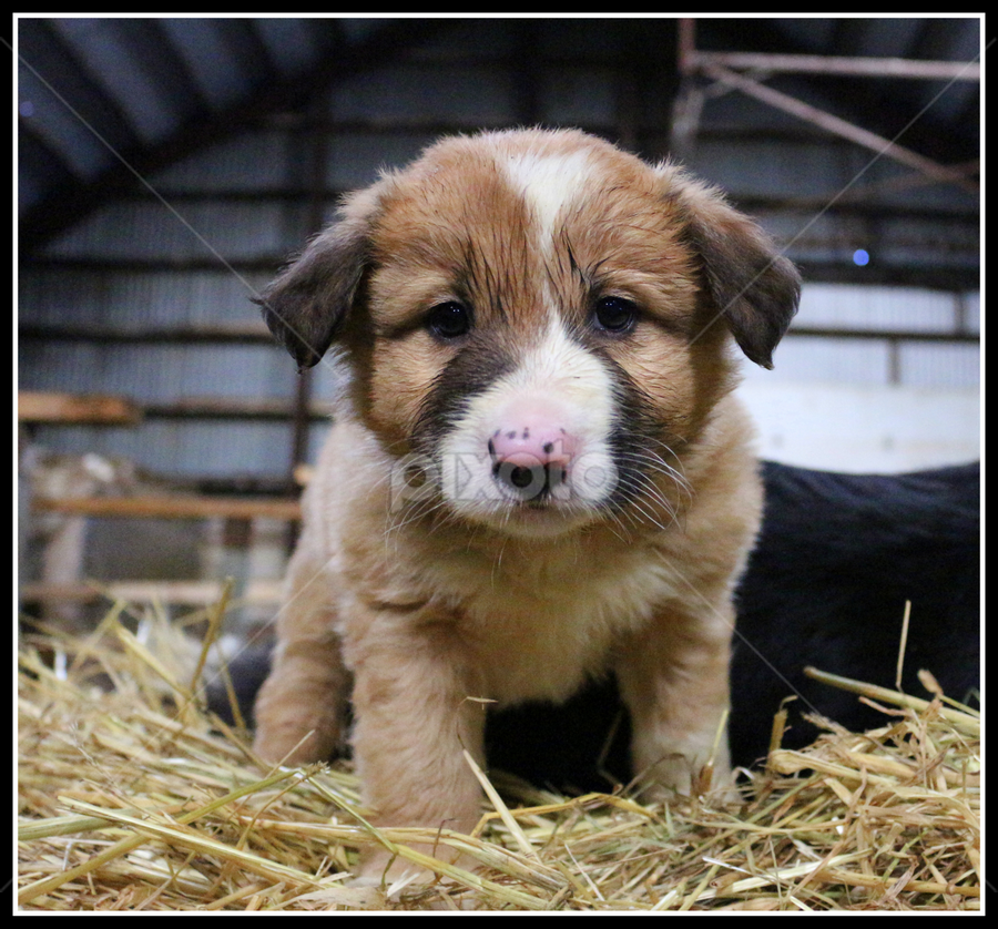 by Áslaug Stefánsdóttir - Animals - Dogs Puppies