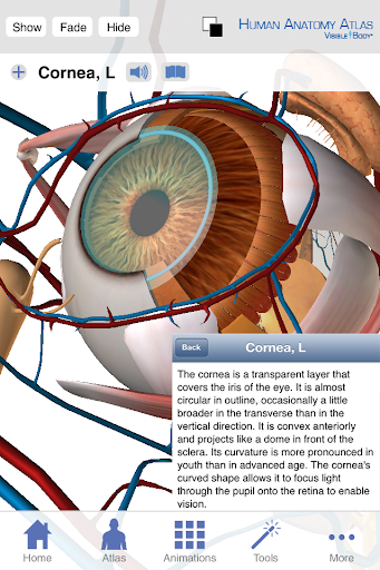 【免費醫療App】Human Anatomy Atlas (Org.)-APP點子