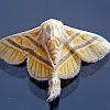 Mimallonid moth