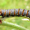 8-Spotted Forester Moth Caterpillar
