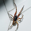 Nobel False Widow spider