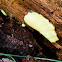 scrambled egg slime mold