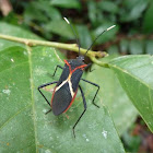 Heliconia bug