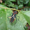 Heliconia bug