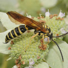 Five-banded Tiphiid wasp (male)