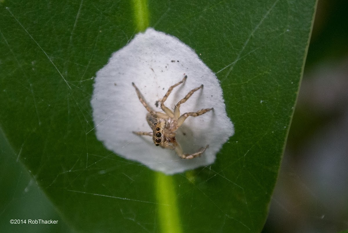 Jumping Spider with eggs