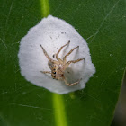Jumping Spider with eggs
