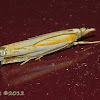 Double-banded Grass-veneer Moth