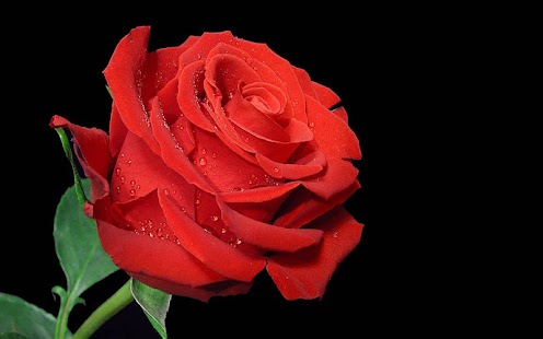 Free Rose Wallpaper APK for Android