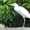 Cattle Egret