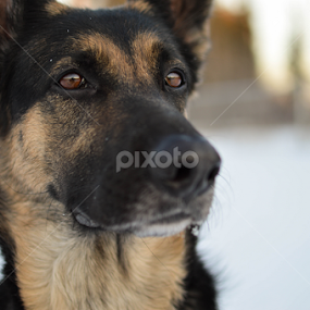 Look Out by Mikahla Dorey - Animals - Dogs Portraits