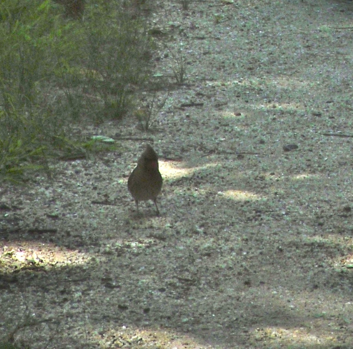 Northern Cardinal