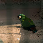 Blue-winged macaw