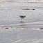 Greater Yellowlegs