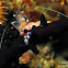 Sarasvati Anemone Shrimp