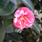 Camellia japonica