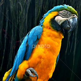 by Edu Yoga - Novices Only Wildlife