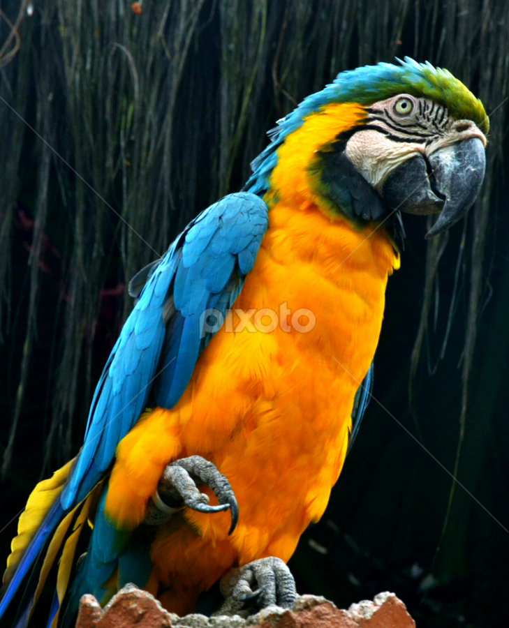 by Edu Yoga - Novices Only Wildlife