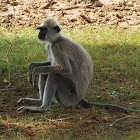 Hanuman Langur / Grey Langur