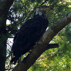Bald Eagle, fourth year