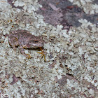 Canyon Tree Frog