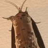 Nolid Eligma Moth