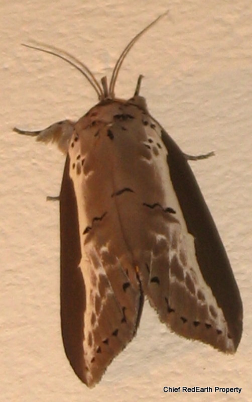Nolid Eligma Moth