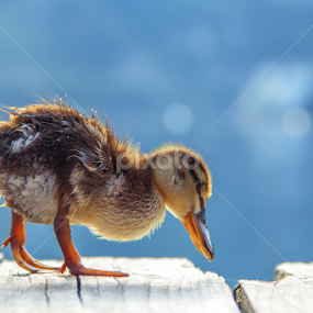 Little cute duckling by Grigor  Ivanov - Animals Birds
