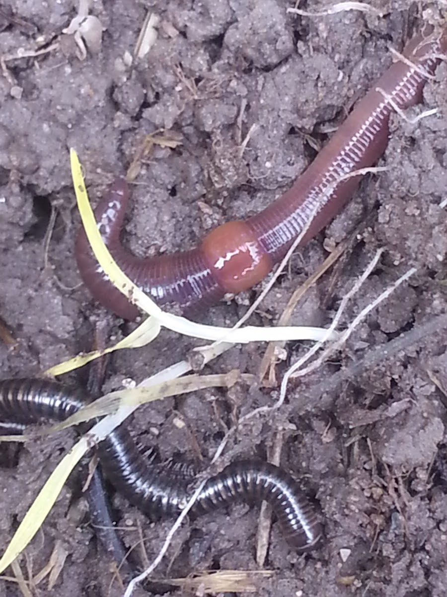 Earth worm and Milipede