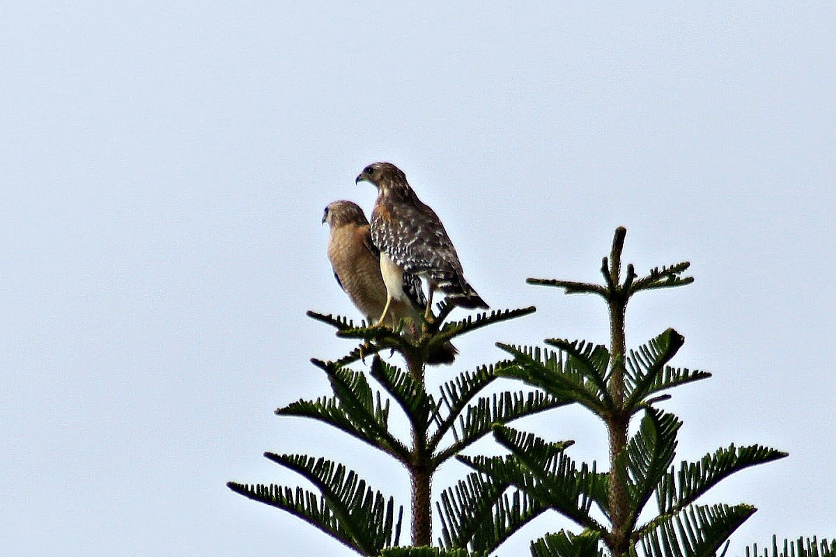 Red-shouldered Hawk (pair)