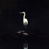 Intermediate Egret (中白鷺)