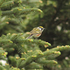 Chestnut-sided Warbler