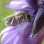 Anthophorine Bee on Blue Dicks Blossom