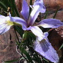 Blue Flag Iris