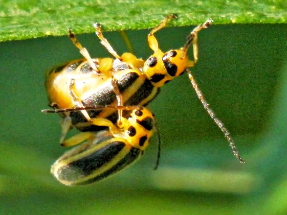 Skeletonizing Leaf Beetle