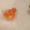 Chinese goldfish