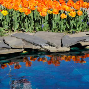 by Renee Yohe - Flowers Flower Gardens