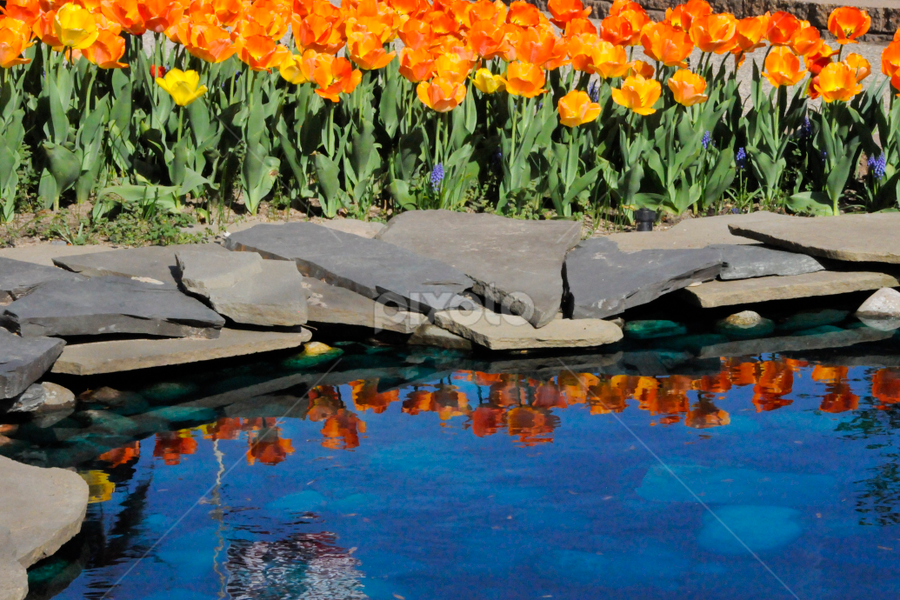 by Renee Yohe - Flowers Flower Gardens