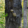 Northern Tooth Fungus