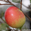 Oak Apple Gall