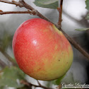 Oak Apple Gall