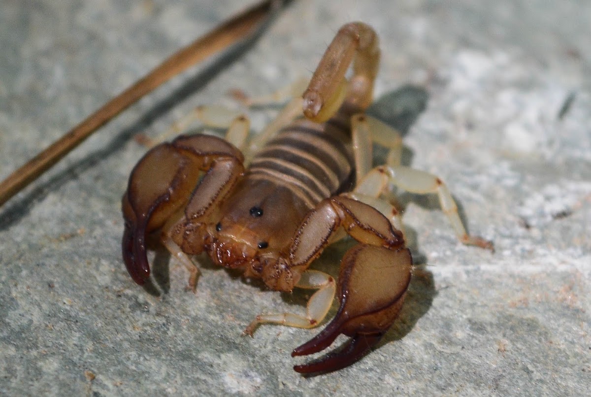 Small wood-scorpion