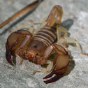 Small wood-scorpion