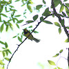 Hooded Warbler