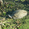 Florida Mud Turtle
