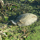 Florida Mud Turtle