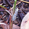 Heliotrope Moth